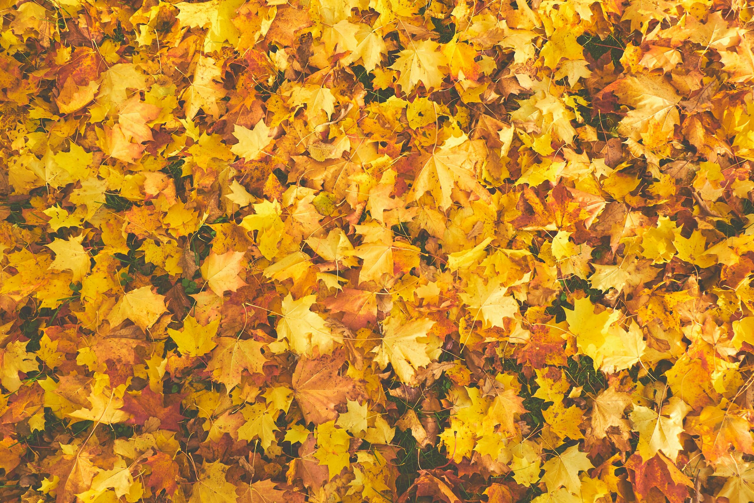 SamaraCare’s Fall 2024 Newsletter